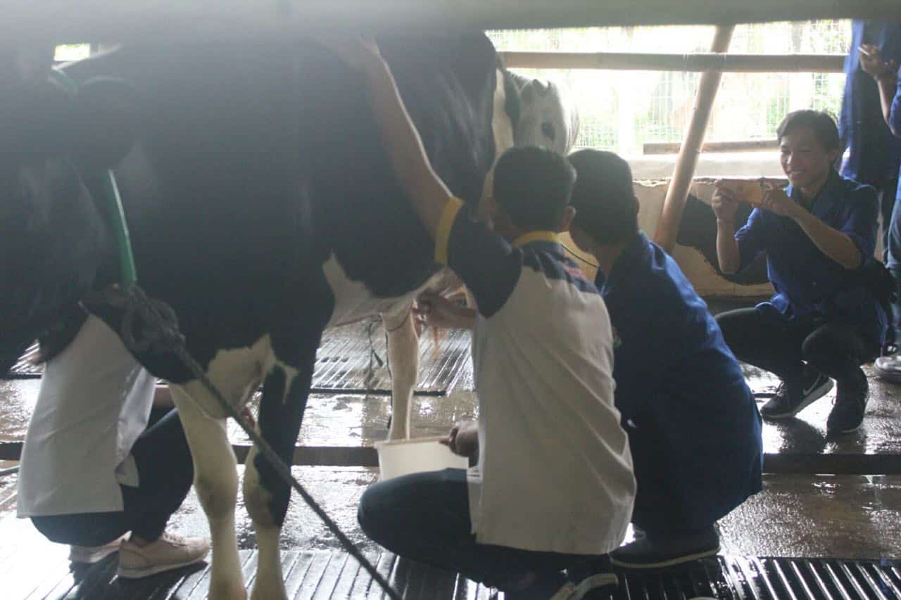 Peserta melakukan praktek memeras susu sapi didampingi oleh Panitia Kunjunga Industri dari Cimory