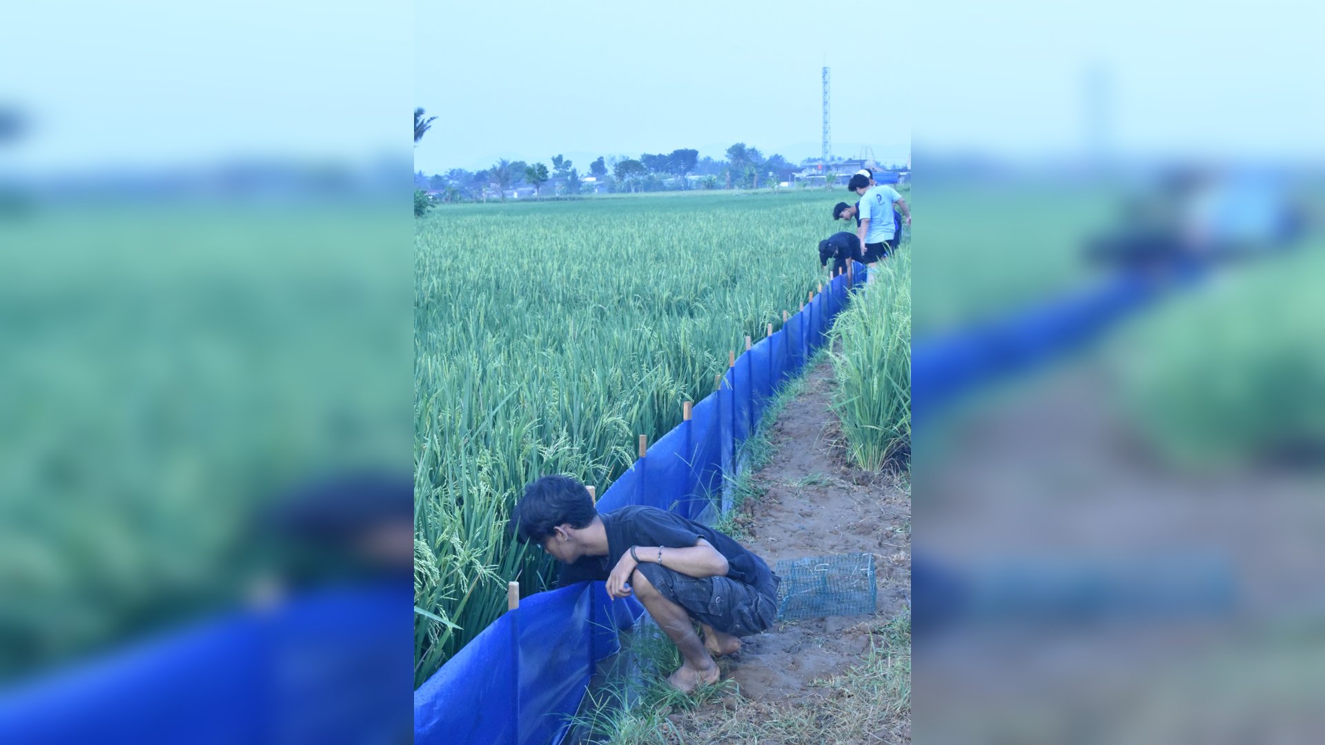 Bina Desa