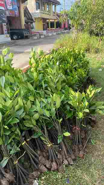 Bibit mangrove