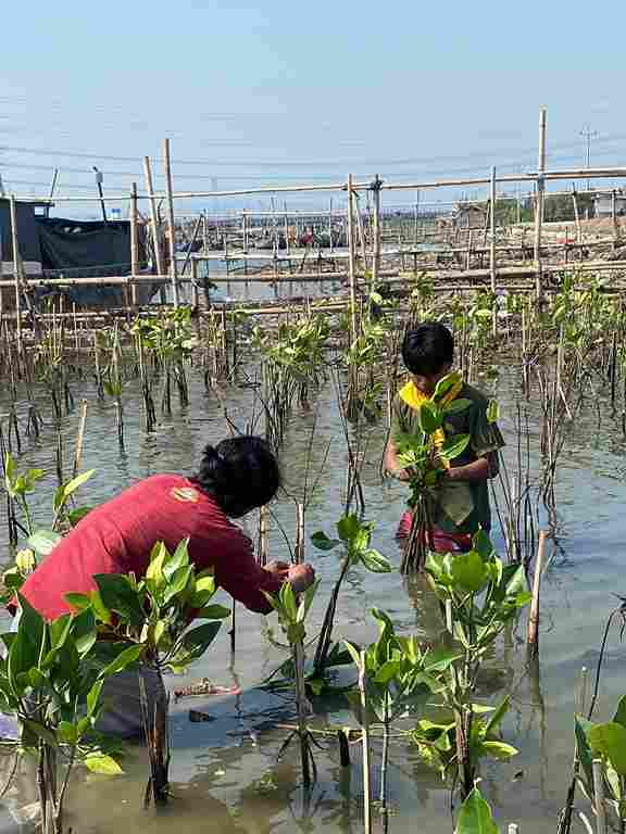 Penanaman bibit mangrove kloter 2