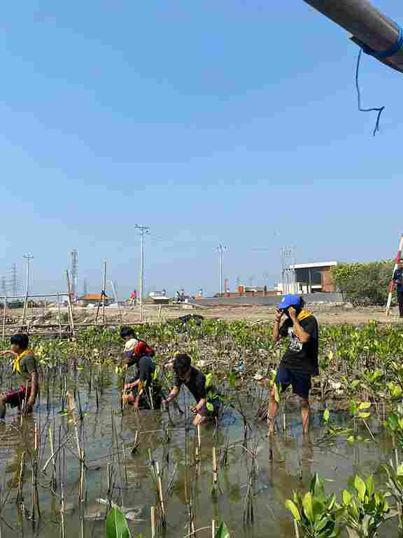 Penanaman bibit mangrove kloter 3