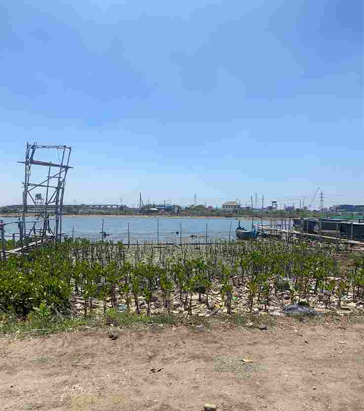Bibit mangrove yang sudah selesai ditanam